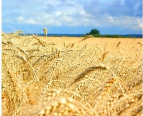 “Честный рассказ евроМайдановца о деньгах, убийствах и показухе Майдана».